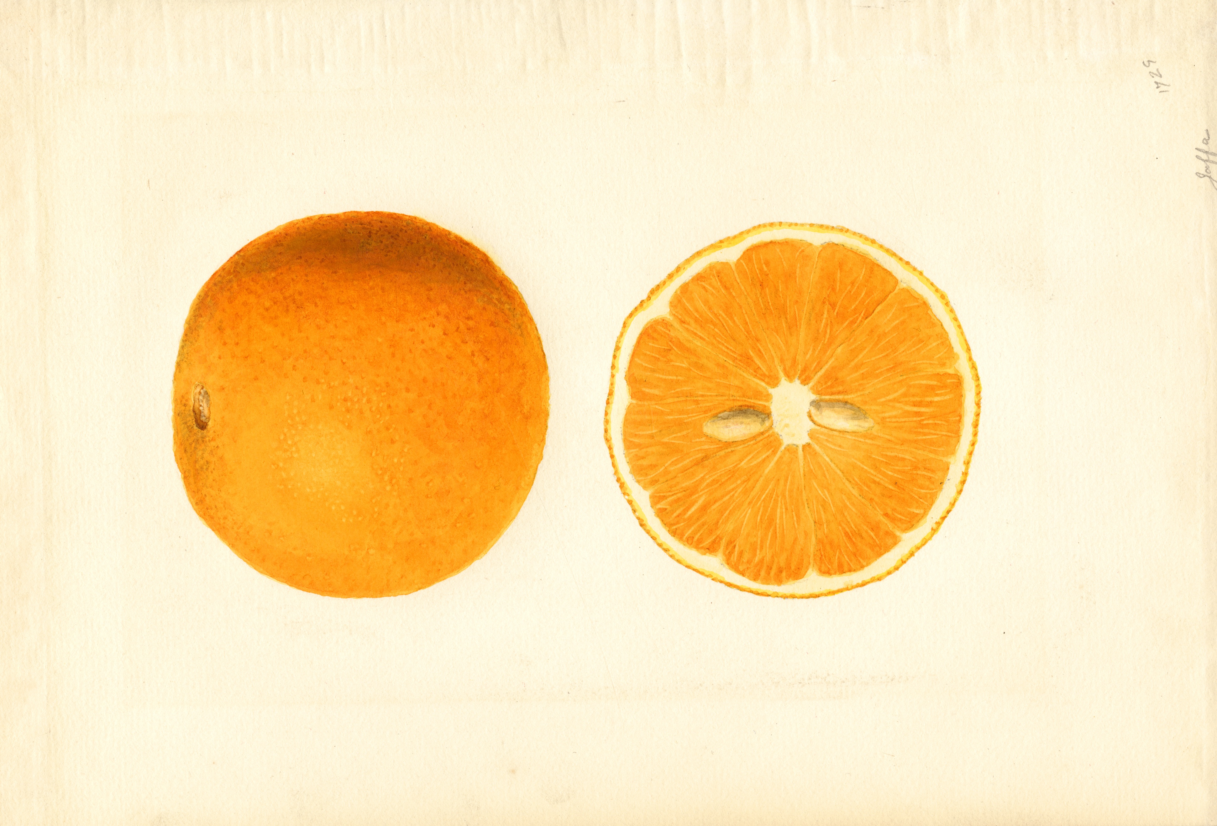 Cross section of a Citrus sinensis.